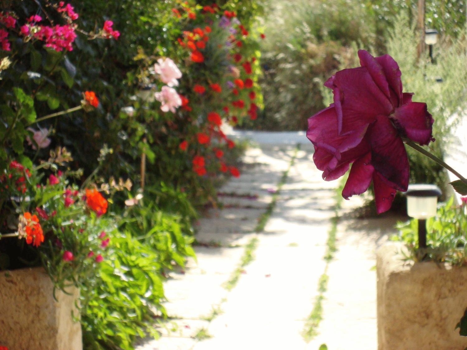 Creta Sun Hotel Studios Agia Pelagia Dış mekan fotoğraf